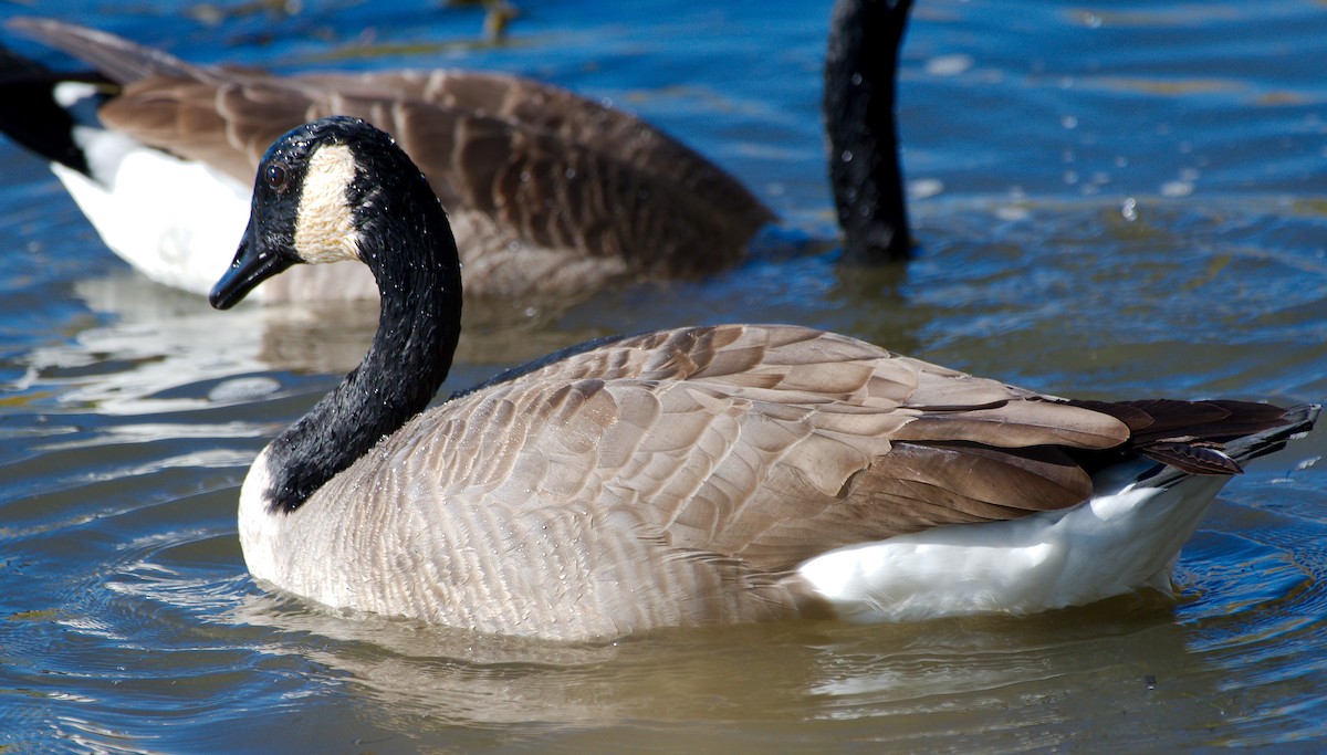 Canada Goose - ML643514968