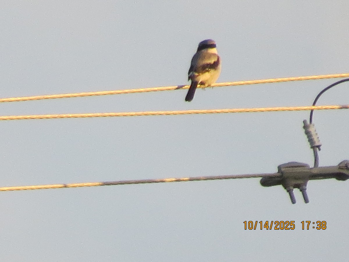 Loggerhead Shrike - ML643514978