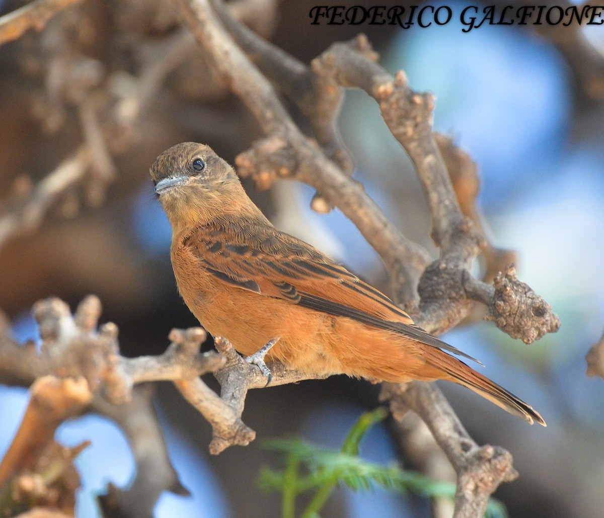 Cliff Flycatcher - ML643514983