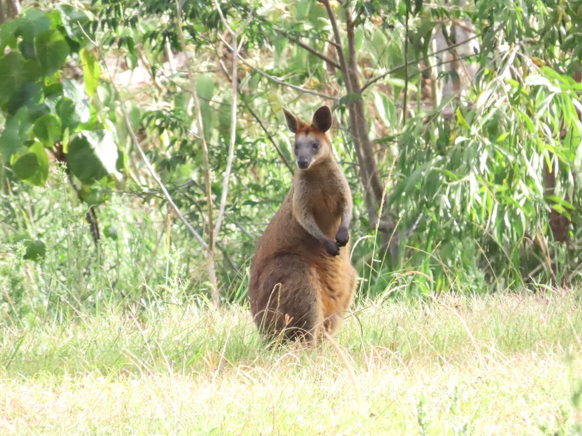 Swamp Wallaby - ML643514994