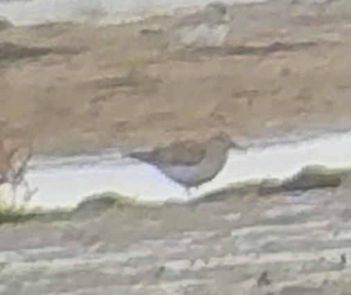 kleiner Strandläufer, unbestimmt - ML643514998