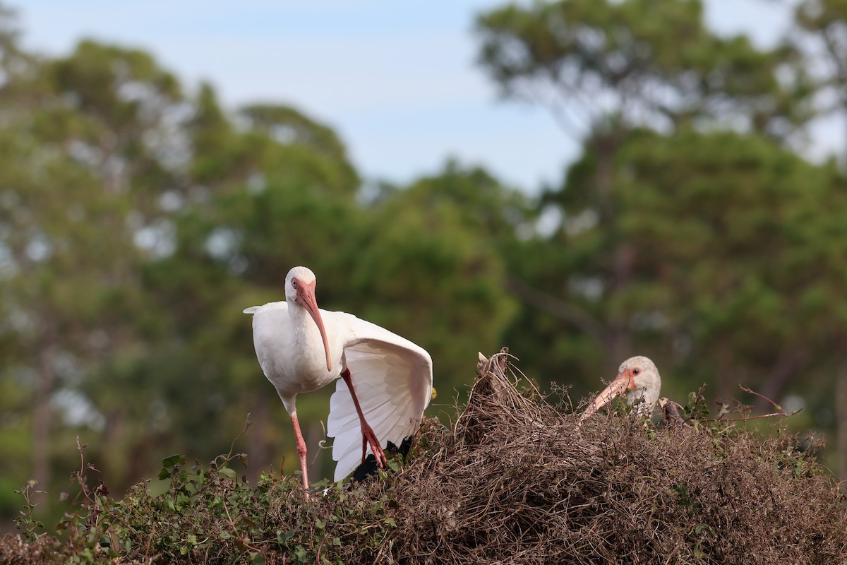 White Ibis - ML643515010
