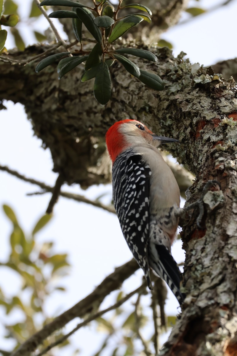 Red-bellied Woodpecker - ML643515028