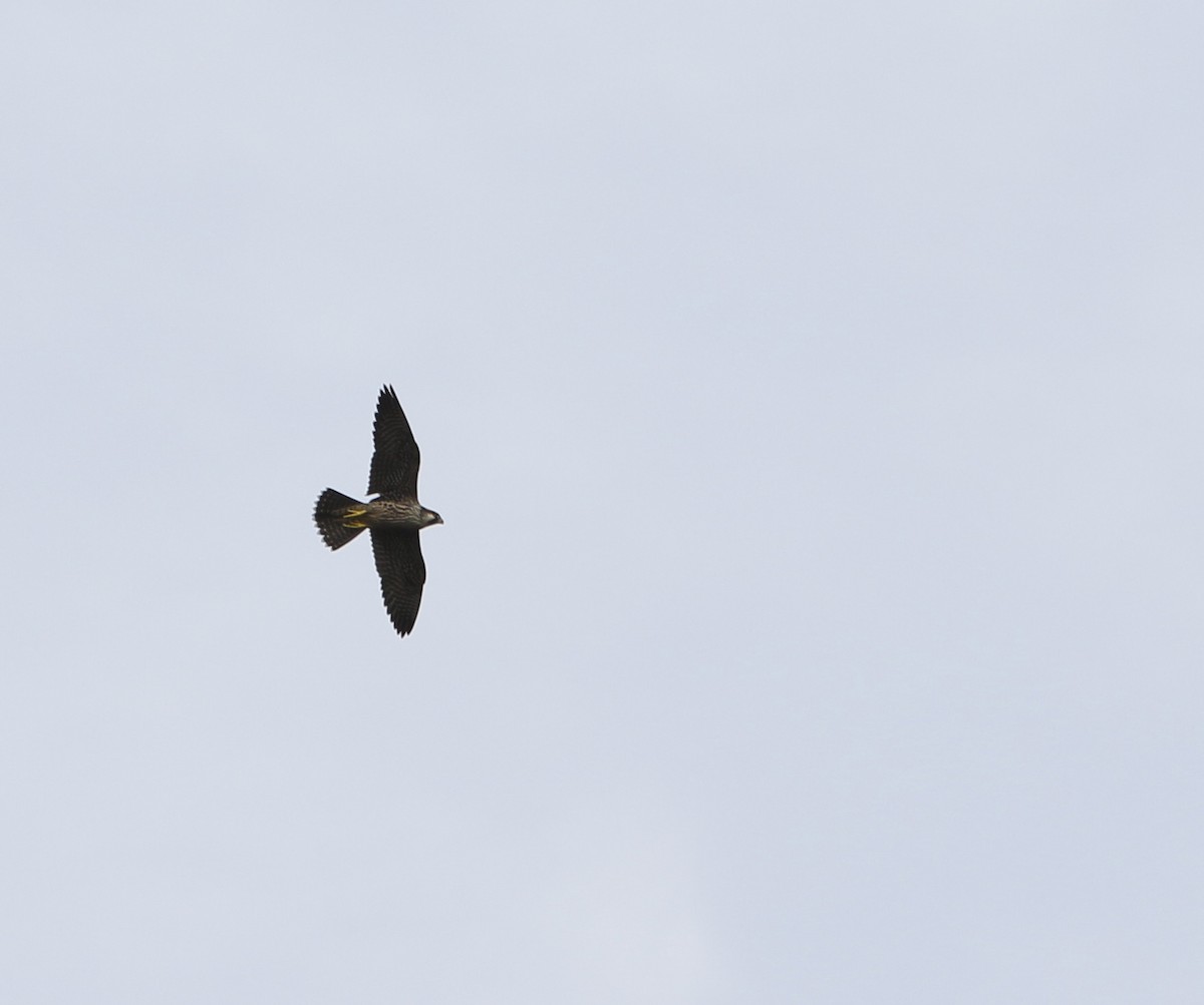 Peregrine Falcon - ML643515031