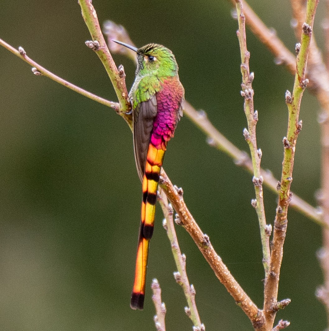 Red-tailed Comet - ML643515032
