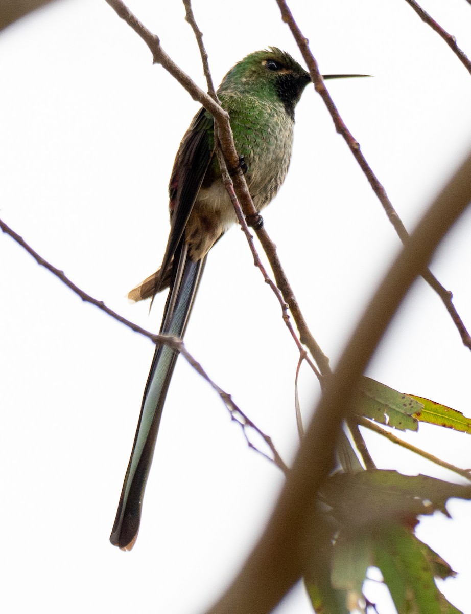 Red-tailed Comet - ML643515033