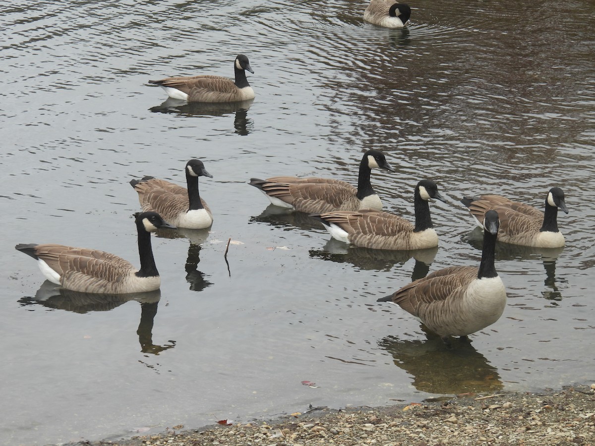 Canada Goose - ML643515039