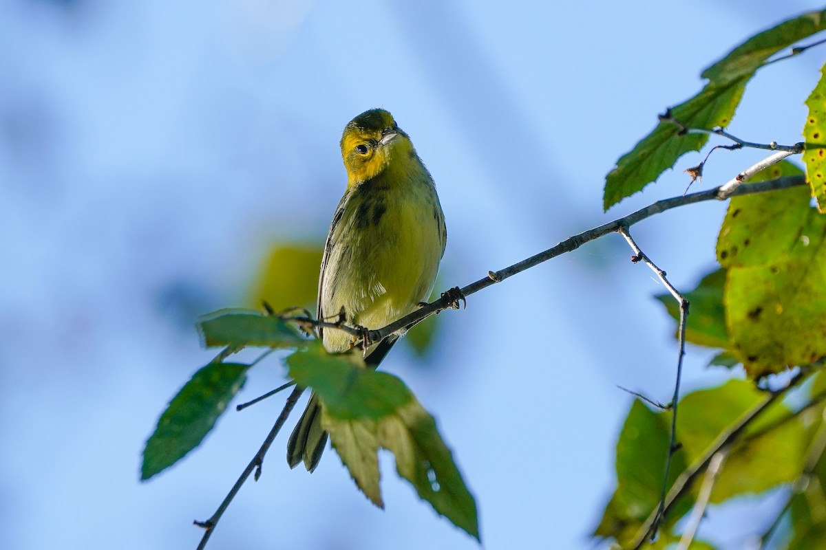 Grünmantel-Waldsänger - ML643515040