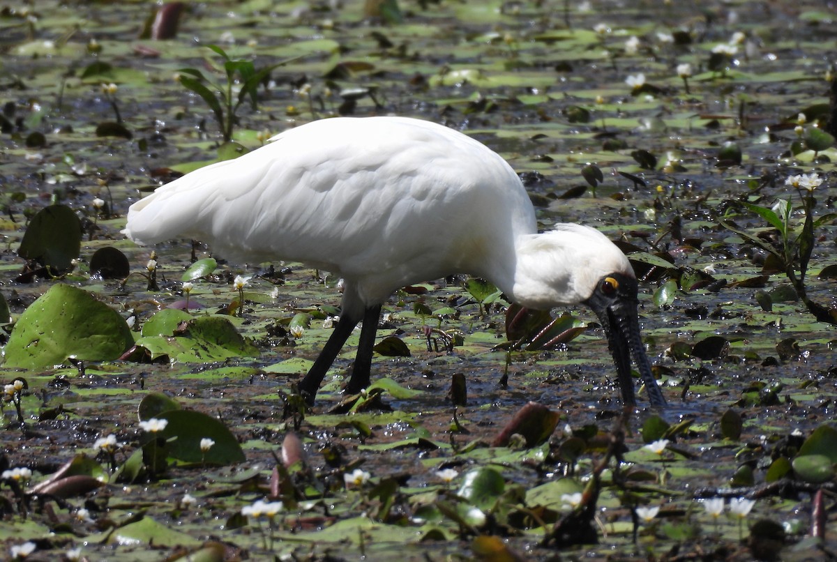 Royal Spoonbill - ML643515048
