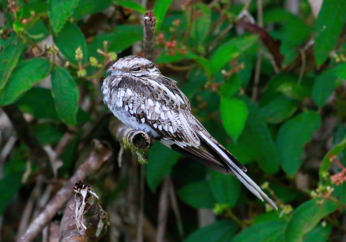Ladder-tailed Nightjar - ML643515052