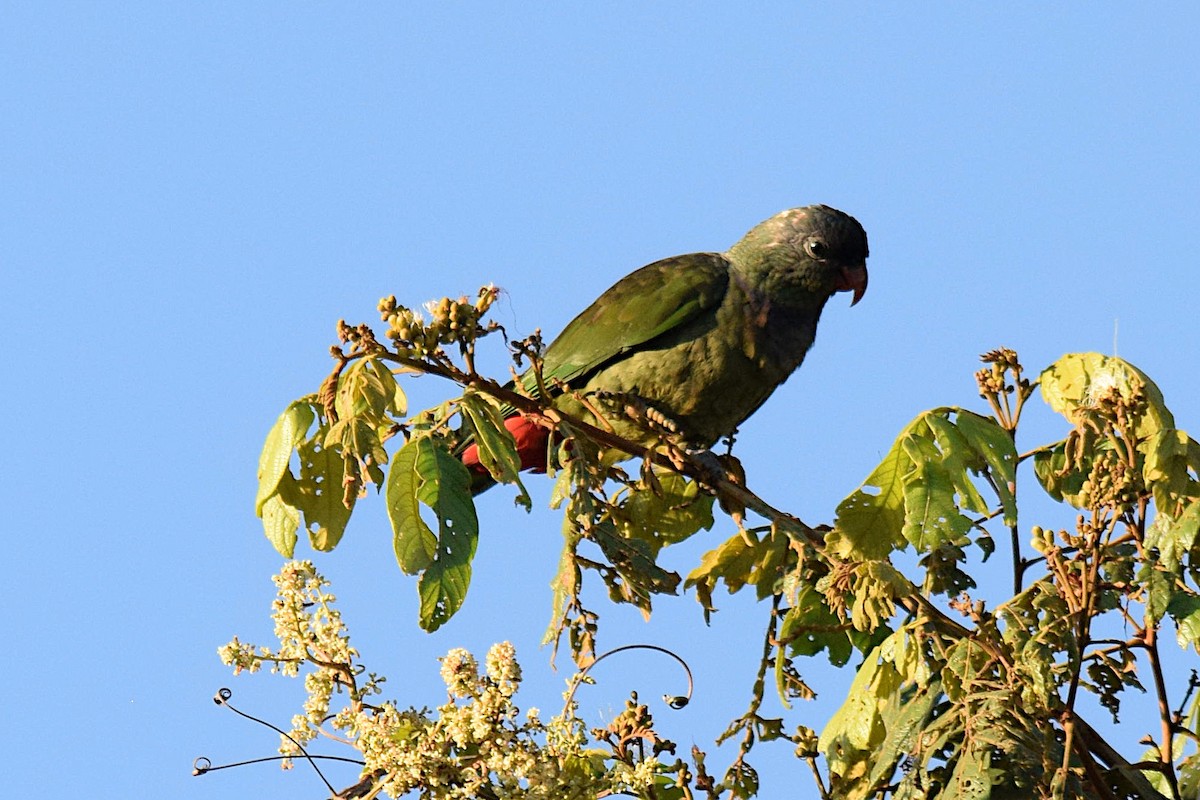 rødnebbpapegøye - ML643515060