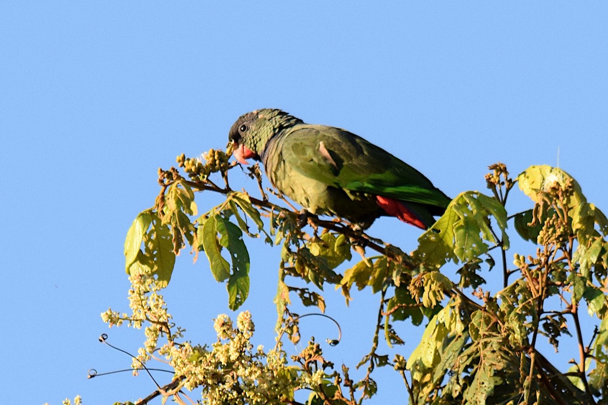 rødnebbpapegøye - ML643515061