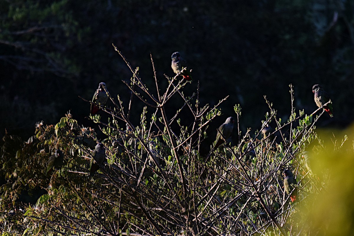 rødnebbpapegøye - ML643515062