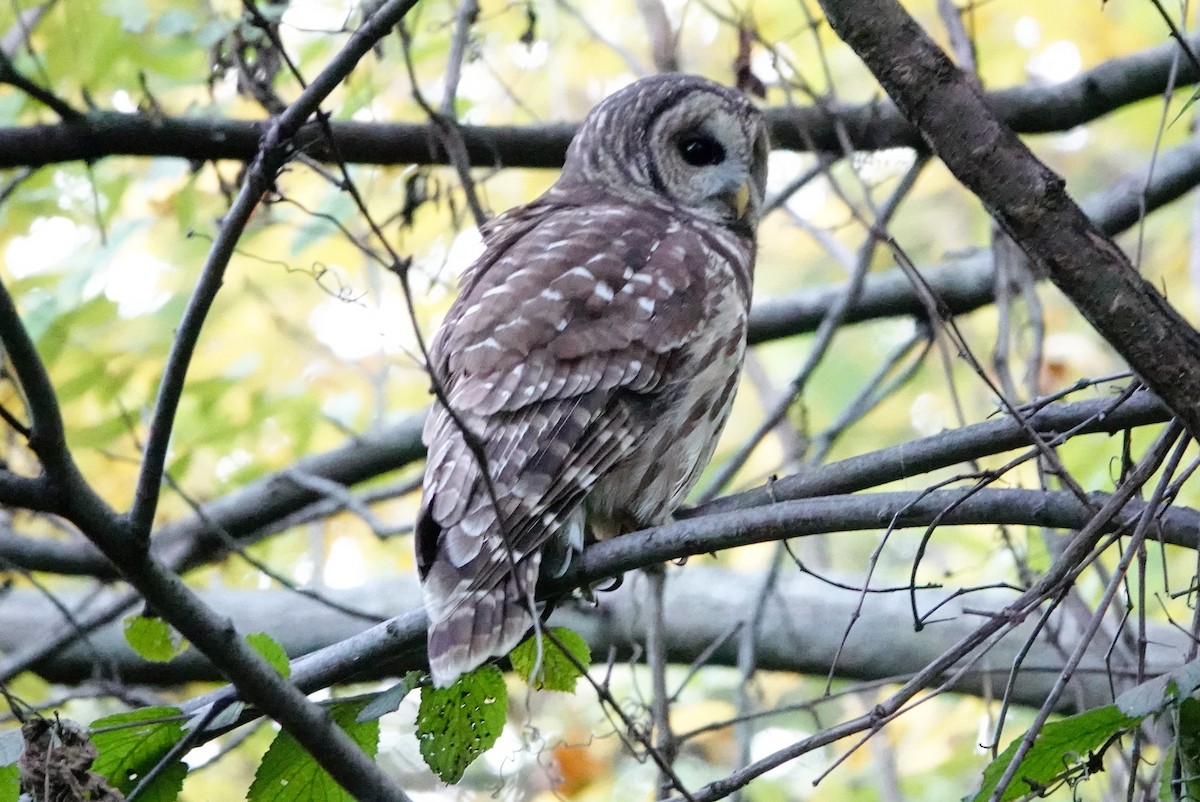 Barred Owl - ML643515063