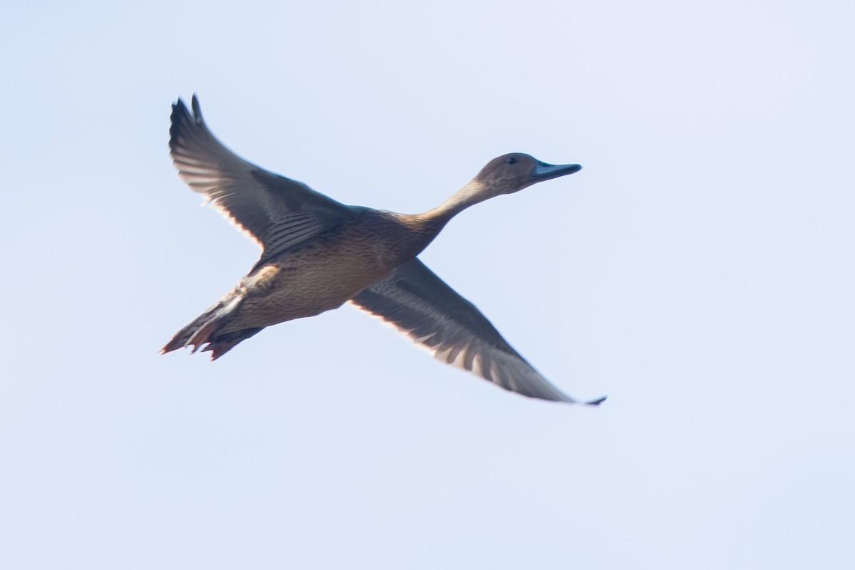 Northern Pintail - ML643515092