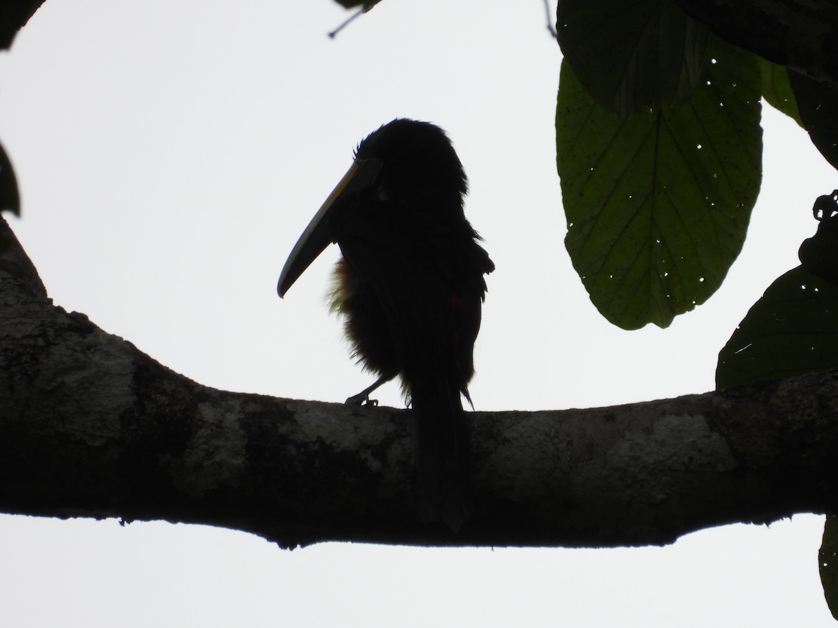 Many-banded Aracari - ML643515094
