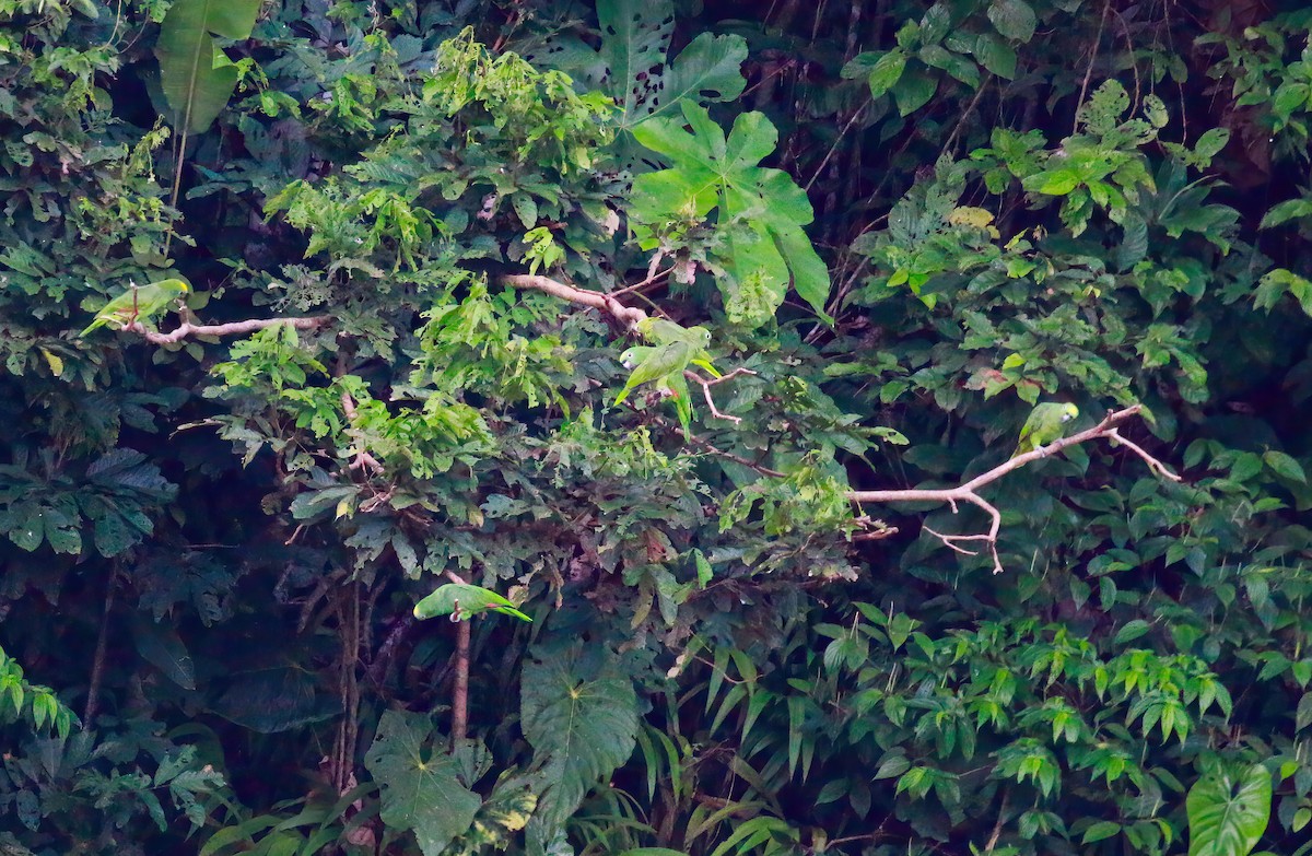Mealy Amazon - ML643515102