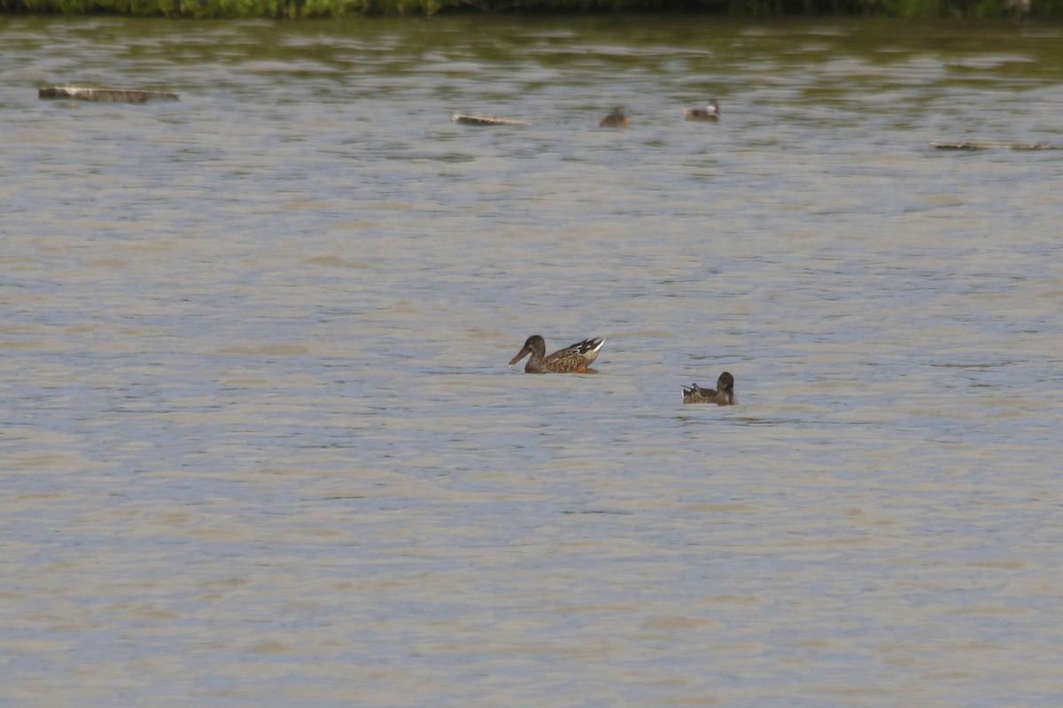 Northern Shoveler - ML643515107