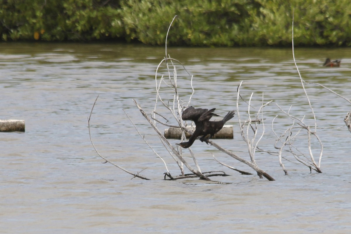 Neotropic Cormorant - ML643515125