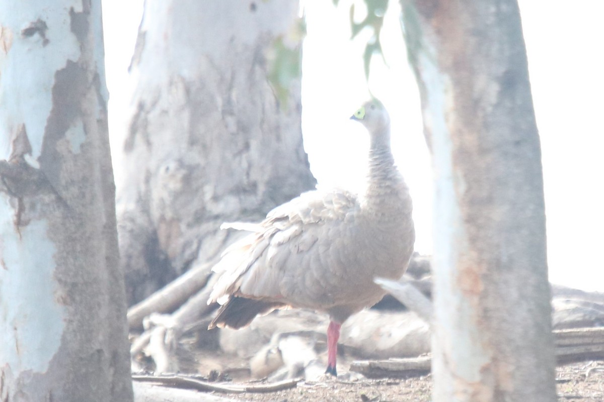 Cape Barren Goose - ML643515145