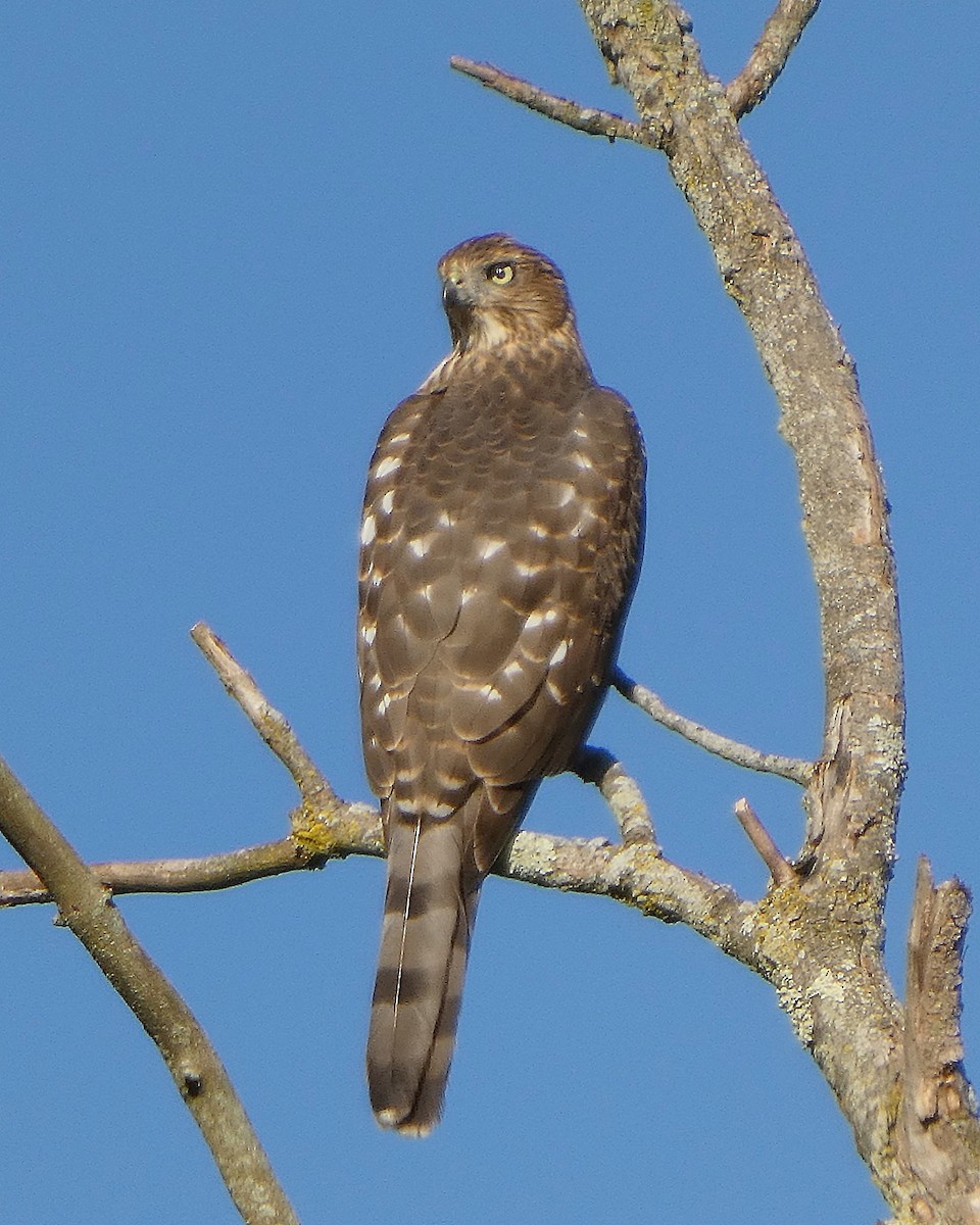 Cooper's Hawk - ML643515150