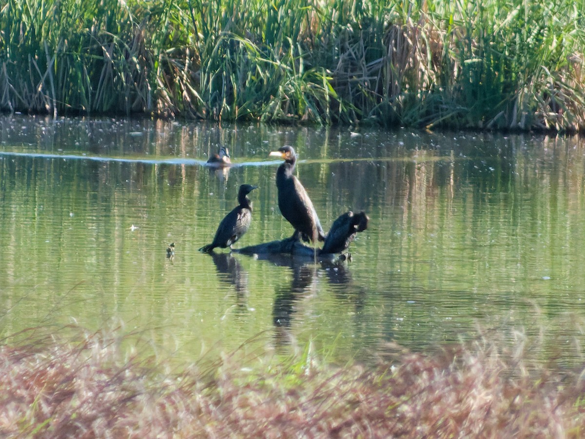 Grand Cormoran - ML643515152