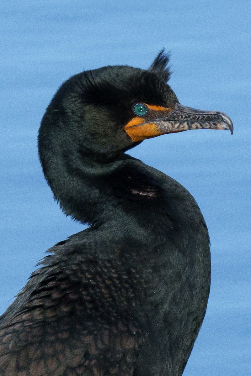 Double-crested Cormorant - ML643515154
