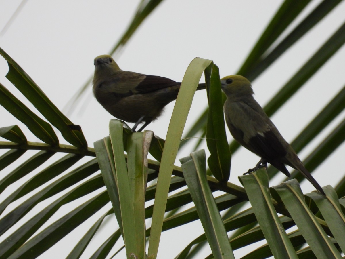 Palm Tanager - ML643515155