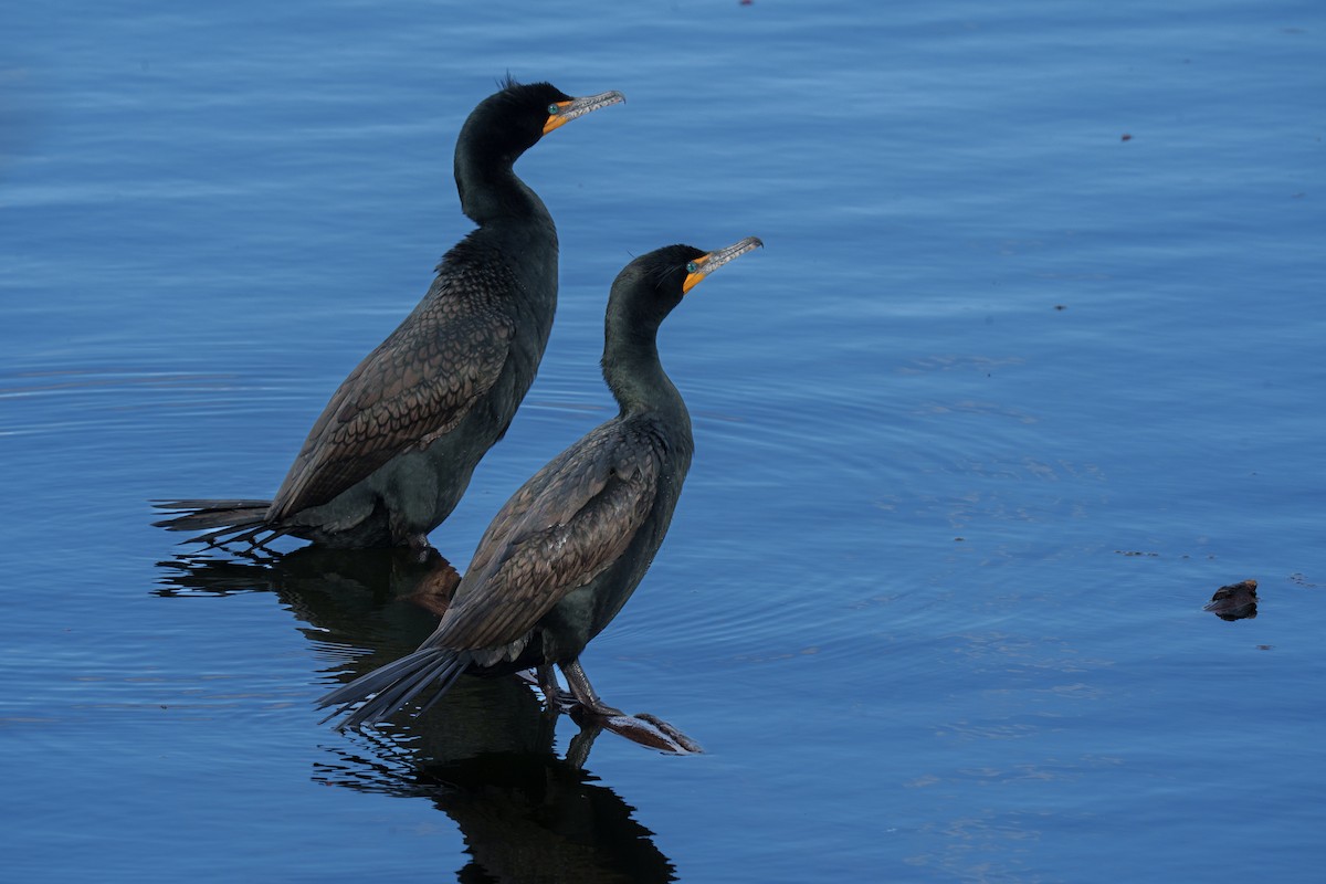 Double-crested Cormorant - ML643515157