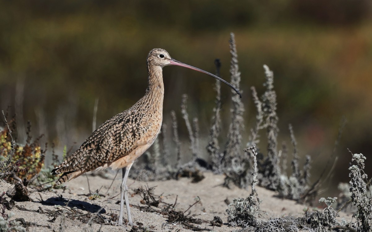 Long-billed Curlew - ML643515161