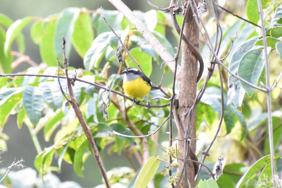 Bananaquit - ML643515165
