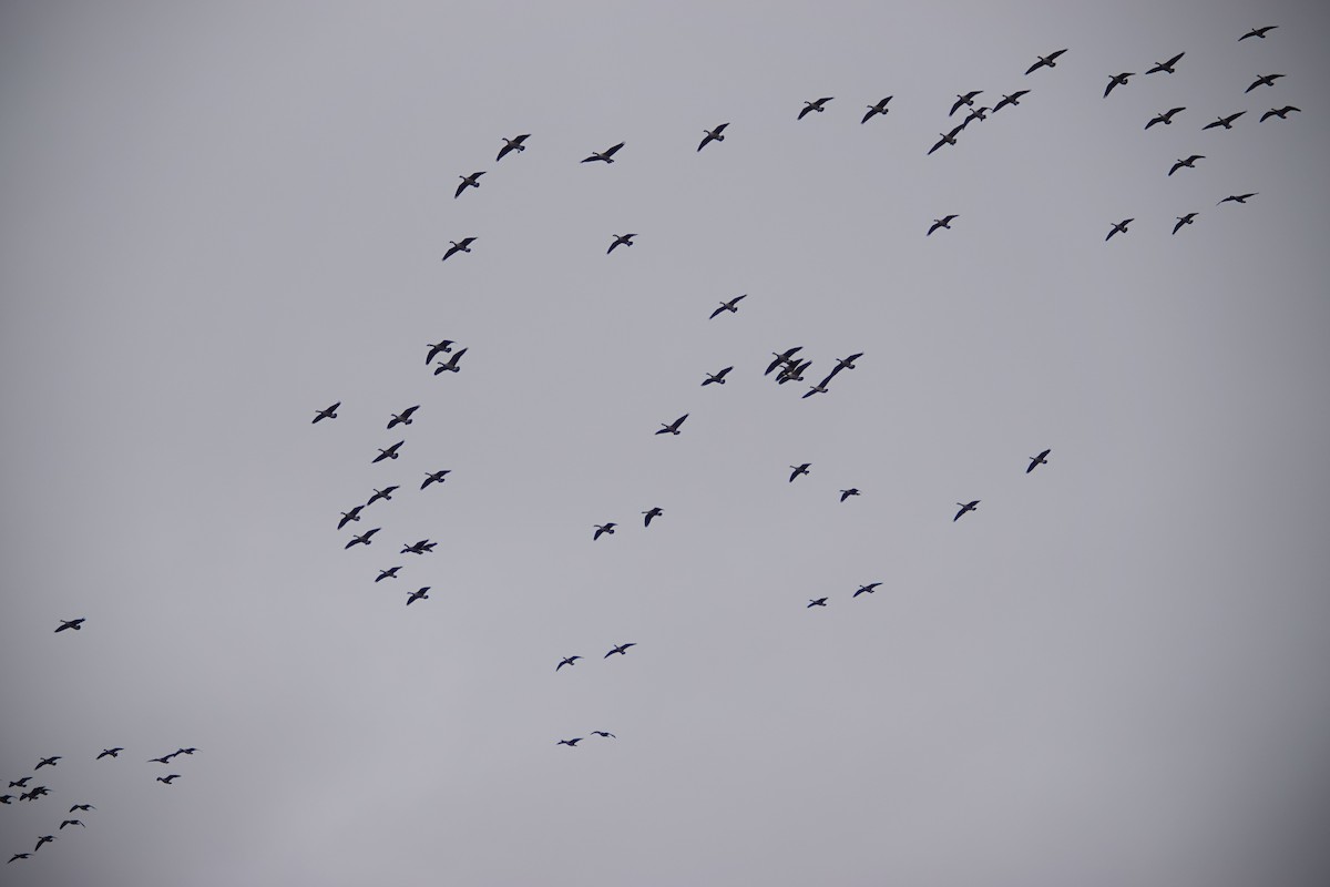 Canada Goose - ML643515168
