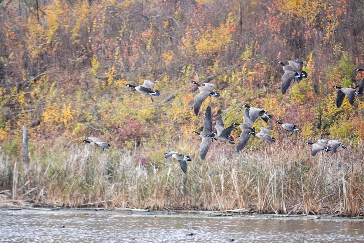 Canada Goose - ML643515169