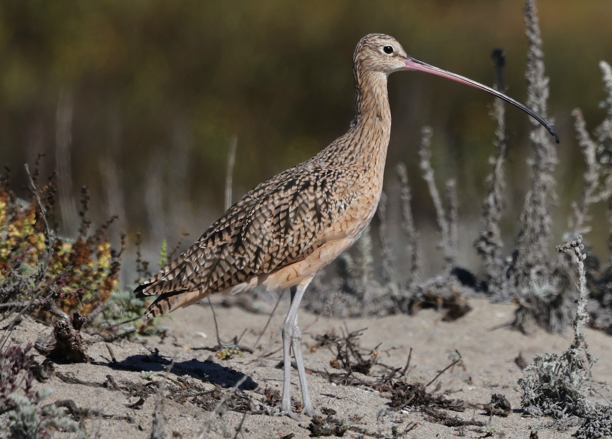 Long-billed Curlew - ML643515172