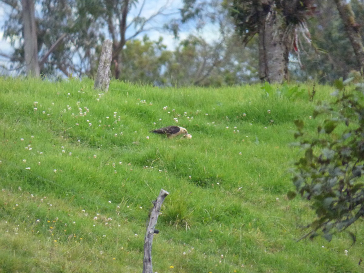 Yellow-headed Caracara - ML643515174