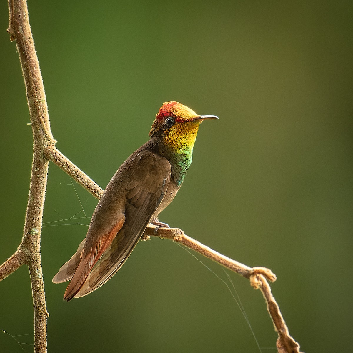 Ruby-topaz Hummingbird - ML643515177