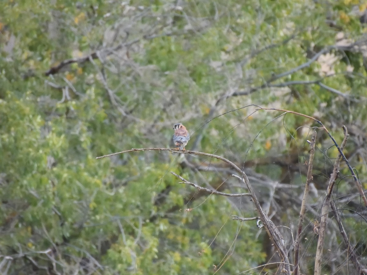 American Kestrel - ML643515180