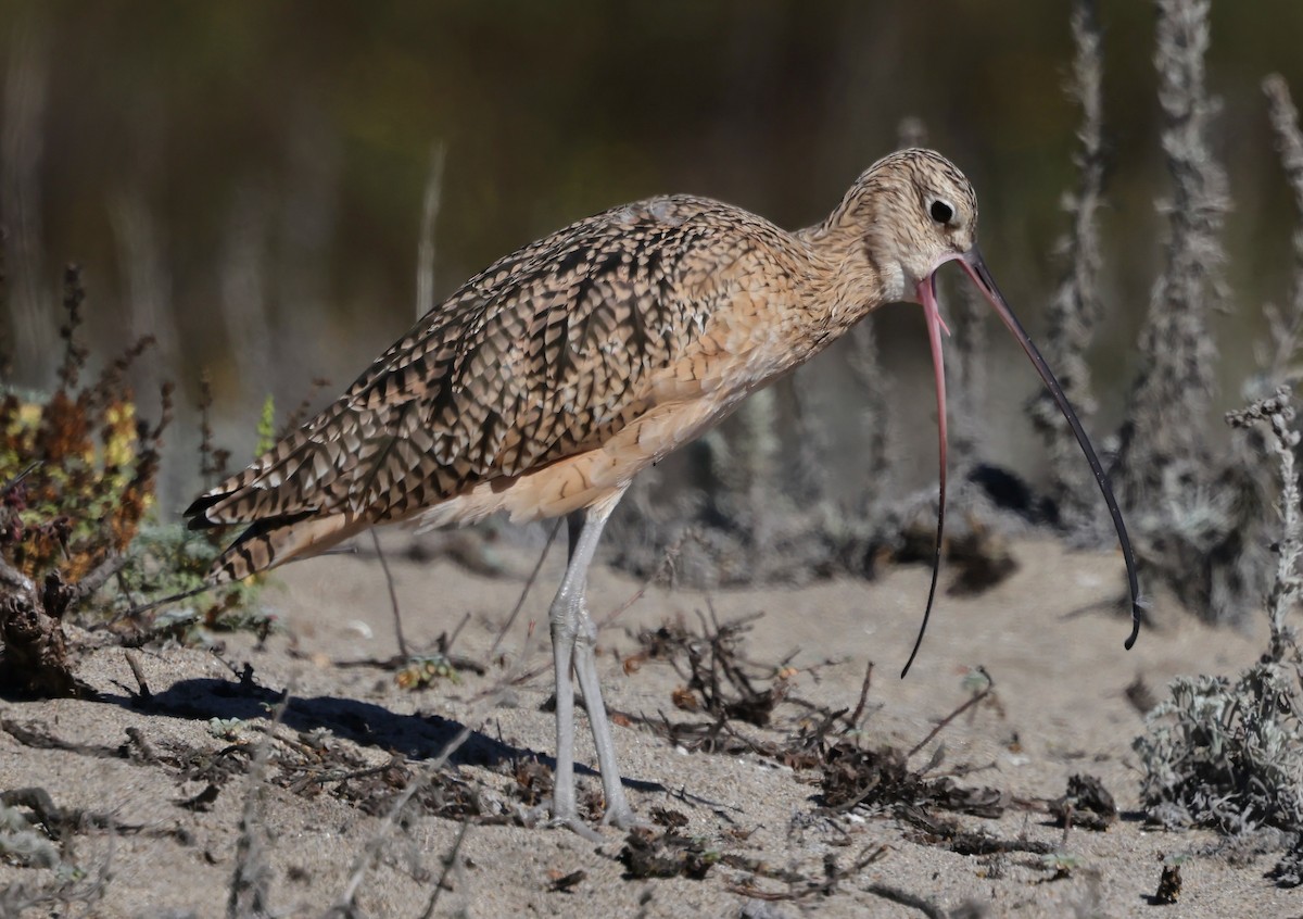 Long-billed Curlew - ML643515187
