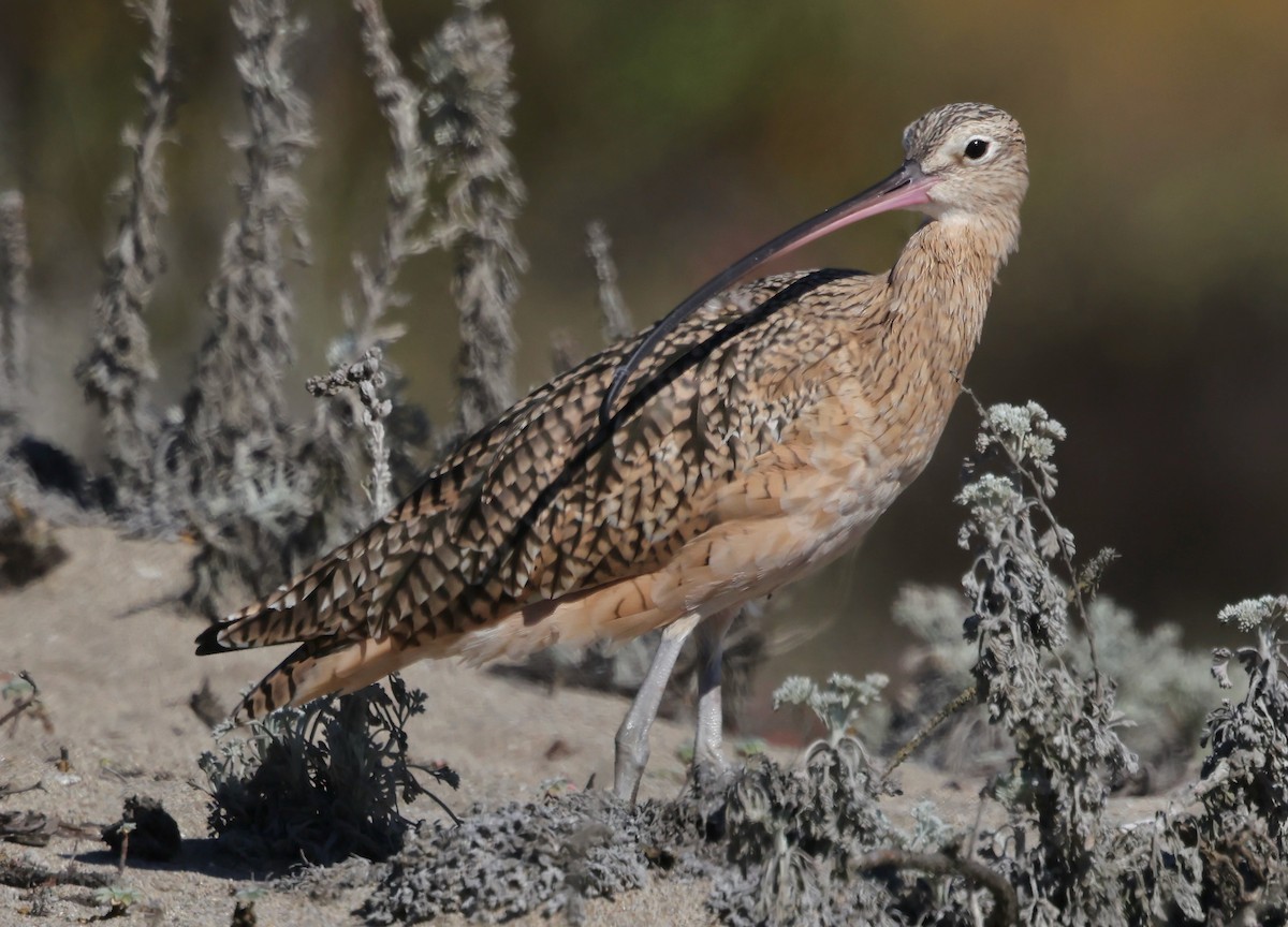 Long-billed Curlew - ML643515192