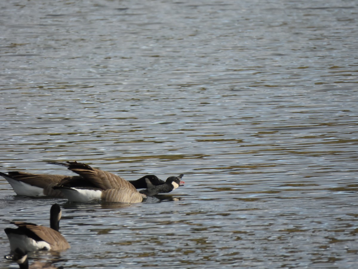 Canada Goose - ML643515194