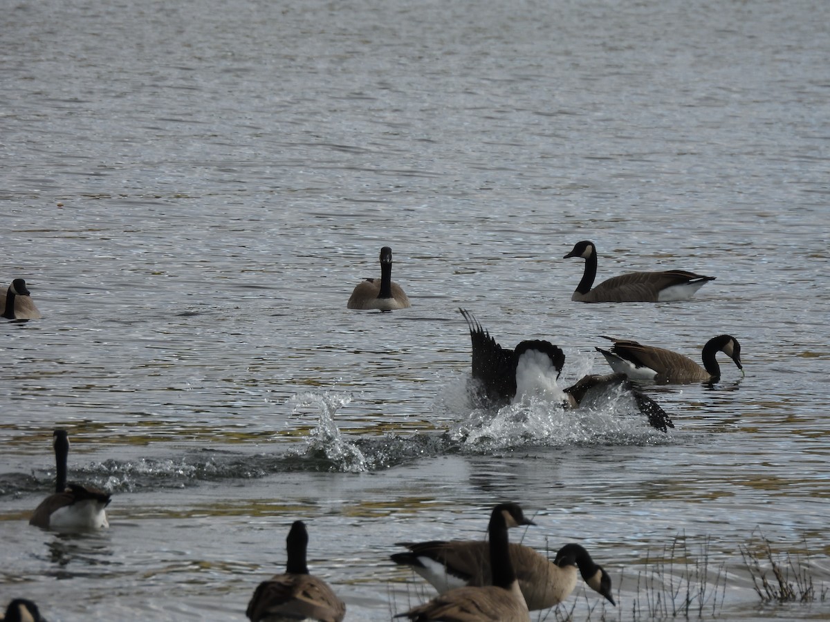 Canada Goose - ML643515195