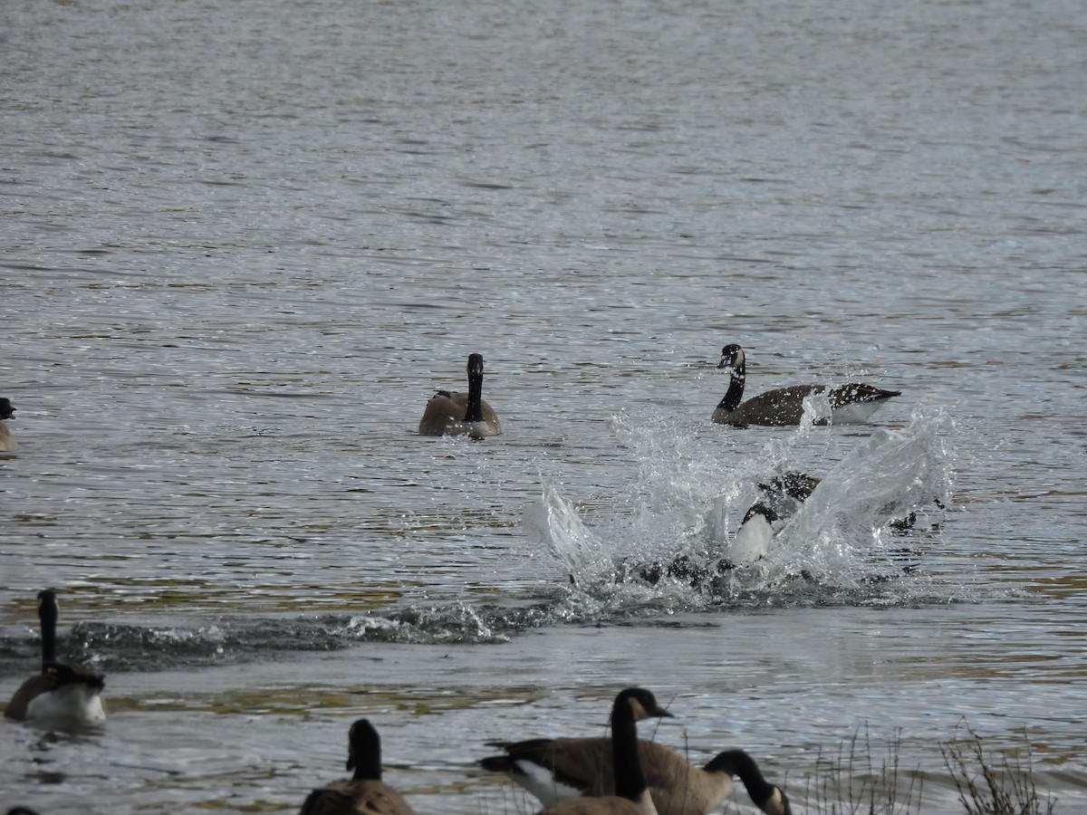 Canada Goose - ML643515196