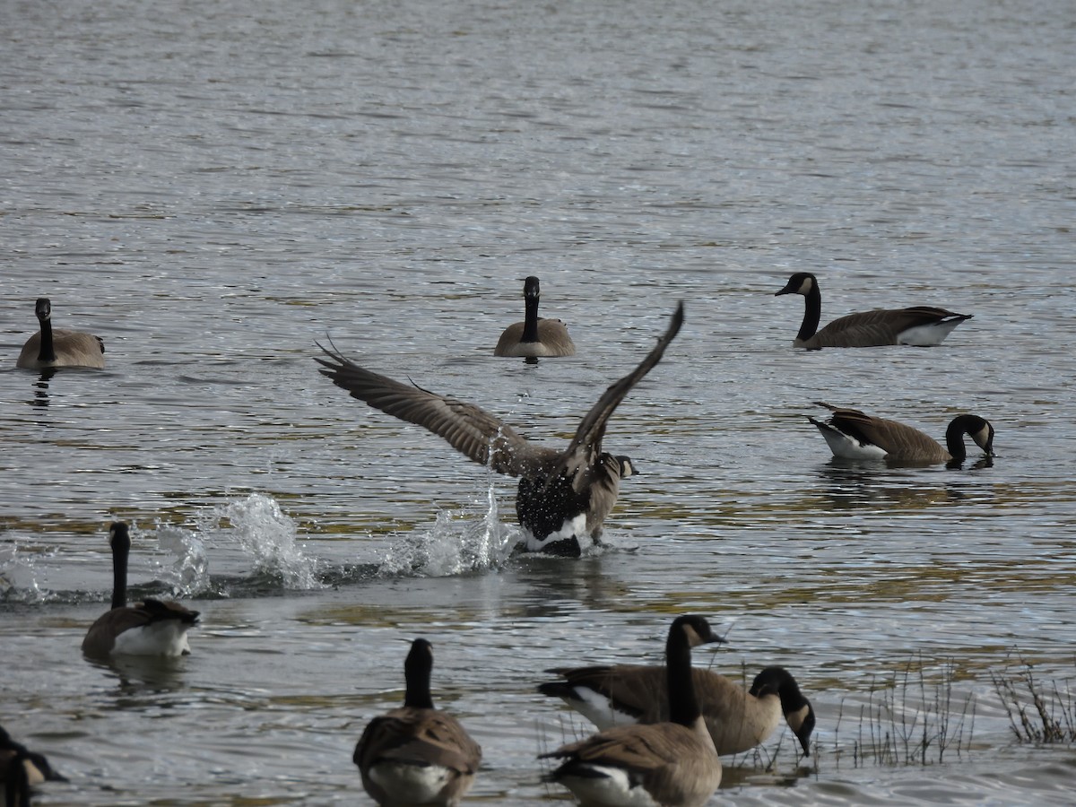 Canada Goose - ML643515197