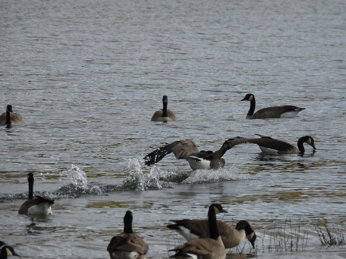 Canada Goose - ML643515198