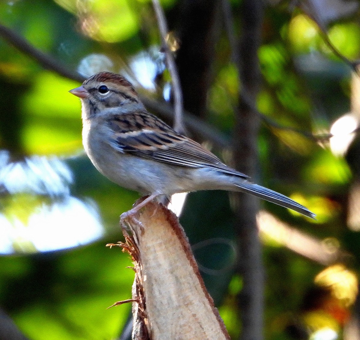 Chipping Sparrow - ML643515200