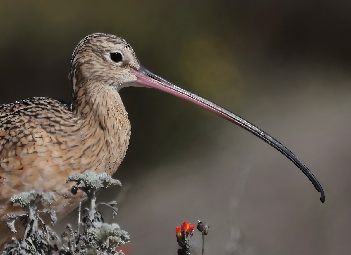 Long-billed Curlew - ML643515209