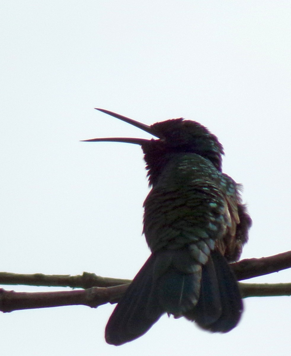 Glanz-Veilchenohrkolibri - ML643515212
