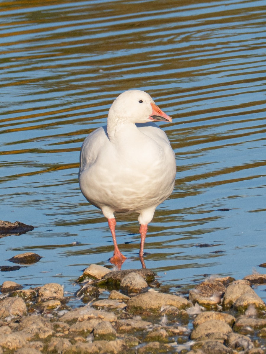 Snow Goose - ML643515214
