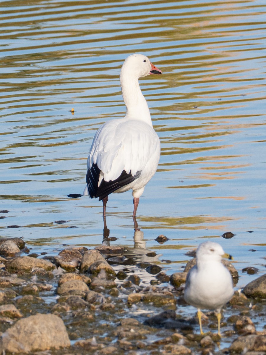 Snow Goose - ML643515215