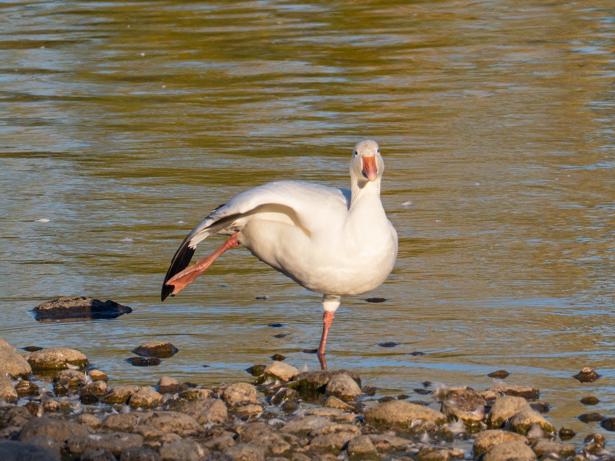 Snow Goose - ML643515216